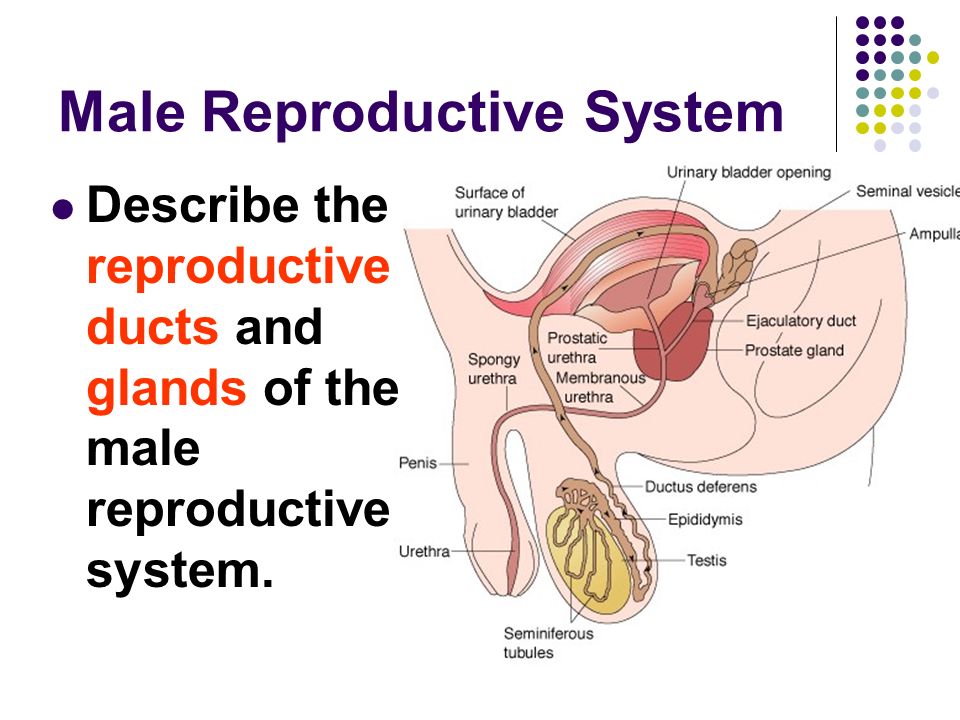 Reproductive System: Facts, Functions & Diseases
